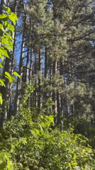 Forest walk and baby chicks in Targovishte, Bulgaria