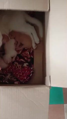 A white cat lies on a red and black patterned blanket in a cardboard box. Five kittens, some white and some ginger, are nestled around the mother cat, appearing to nurse. The mother cat looks at the camera.