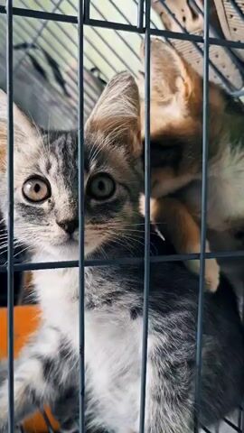 A young tabby kitten with white markings is inside a cage. The kitten's face is partially obscured by the cage bars. It looks to the left and then lowers its head. The background is out of focus, but appears to be outdoors with some vegetation.