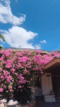 Decorated pickup truck spotted near flower-covered house in Thailand