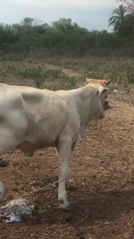 The video shows a light-colored cow standing in a field. The cow has short horns and is tied with a rope. The ground is mostly dirt with some dry vegetation. In the background there are green trees and plants, and a cloudy sky. The cow is facing away from the camera at first, then turns and looks towards the camera. There is some loose material in the lower left corner.