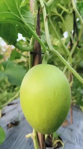 The video shows a close-up, slightly blurry shot of a young, green melon hanging from a vine. The melon is round and smooth, with a fuzzy texture visible. It is supported by a wooden stake tied to the vine with a black tie. Lush green leaves of the melon plant surround the fruit. The background is out of focus, but appears to be a garden or farm setting with plastic sheeting on the ground, suggesting cultivation. The lighting is natural, possibly from late afternoon or early morning. No people or animals are visible.