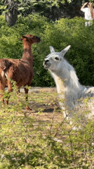 Spring day at Sofia petting zoo captured by visitors