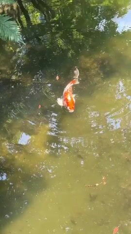 A single koi fish with orange and white coloring swims in murky green water. The fish is viewed from above, and its tail is fanned out as it moves. The water surface is rippled, suggesting movement. Reflections of trees and foliage are visible on the water's surface, indicating an outdoor environment, possibly a pond or garden feature. Scattered leaves and debris are present in the water. The lighting suggests it is daytime.