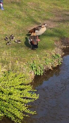 The scene shows two adult Egyptian geese and several goslings on a grassy bank next to a stream. The goslings are huddled together on the grass. One of the adult geese stands near the goslings, while the other is positioned slightly further away. The geese appear calm and stationary. The water reflects trees and a blue sky. A small child in blue shoes can be seen at the very beginning of the clip.
