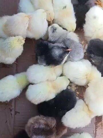 This is a close-up, top-down video of a group of newborn chicks in a shallow enclosure. The chicks vary in color, with some being yellow, white, black, and grey. They are huddled together, some appearing to be sleeping or resting. The enclosure appears to be made of a brown material, possibly cardboard or wood, and there are small pieces of feed scattered on the bottom. The chicks are very fluffy and appear healthy. The video is shaky and zooms in and out slightly throughout.