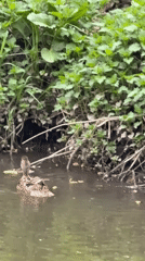 Duck family spotted swimming and walking in Moscow park