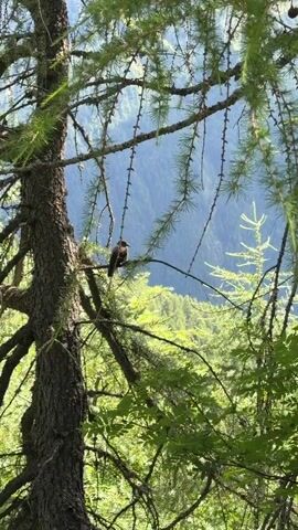 A bird is perched on a tree branch. The bird is brown with white markings. The tree is green with needles. The background is a forest with mountains. The sky is blue.