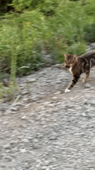 Cat spotted running with object on gravel path in Gorny