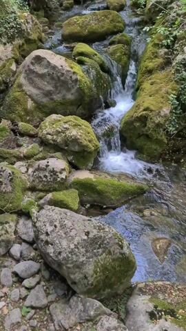 A peaceful, static shot captures a pristine stream flowing through a lush, green environment. The stream cascades gently over numerous rocks, many of which are generously covered in vibrant green moss. The water appears clear and fresh, creating small foamy patches as it tumbles over the uneven terrain, indicating a moderate flow. The larger rocks are a mix of grey and brown tones, providing a strong contrast to the bright green moss and the reflective surface of the water.

The setting suggests a natural woodland or forest, with hints of darker foliage visible in the background, further emphasizing the wild and untouched nature of the scene. The overall impression is one of tranquility and natural beauty. The sounds of the flowing water are distinctly audible, enhancing the serene atmosphere. No people or artificial objects are visible, keeping the focus entirely on the natural landscape. The lighting suggests it is daytime, likely during good weather, allowing the rich colors of the moss and water to stand out.