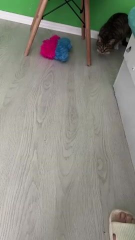 A tabby cat is shown from a high angle, looking to the right of the frame. In the foreground, a human foot wearing a slide sandal is visible, partially cropped. The cat is standing on a light-colored wooden floor. To the left of the cat, under a wooden chair with metal legs, is a pink and blue fuzzy toy. The background shows a bright green wall. A metal object, possibly a spring, is being held by a person's hand in the bottom left corner of the frame and is extended towards the cat. The cat then begins to move towards the toy.