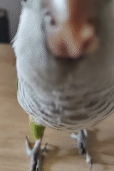 Bird, strawberries, and fresh corn in close-up detail