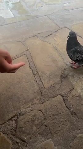 A person's hand is shown in the lower left quadrant of the frame, with their fingers curled inward, palm facing up, as if offering something. To the right of the hand, a pigeon stands on a stone pathway. The pigeon is facing the hand and appears to be observing it. The pathway is made of irregular, flat stones with grout in between them. The lighting suggests it is daytime, possibly overcast.