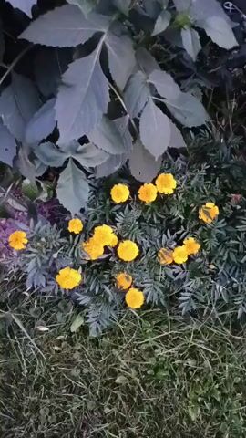 The video shows a garden with numerous orange and yellow flowers, possibly dahlias, in bloom. The flowers are clustered together, with lush green foliage. In the background, there is a tall, dark green hedge, a greenhouse, and a building with a red roof. The lighting suggests it is either early morning or late evening. The camera pans across the scene, capturing the beauty of the flowers and the surrounding garden.