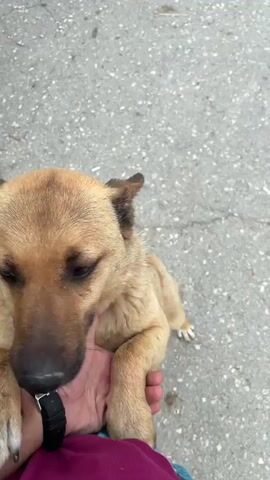 The video presents a close-up view of a tan-colored dog interacting with a person. The dog has light brown fur, a black nose, and dark eyes, and is panting with its tongue slightly out, conveying a happy and friendly expression as it looks towards the camera. A person's hand, wearing a black watch with a silver buckle, is visible, gently petting the dog's neck and chin. The person is wearing a maroon-colored shirt, with a glimpse of blue fabric below. At one point, the hand playfully pushes the dog's nose closer to the camera. The background is a light gray asphalt or concrete surface. The scene is brightly lit, indicating it is daytime. The location context provided for this media is Kozlovets, Bulgaria. No text is visible within the video itself.