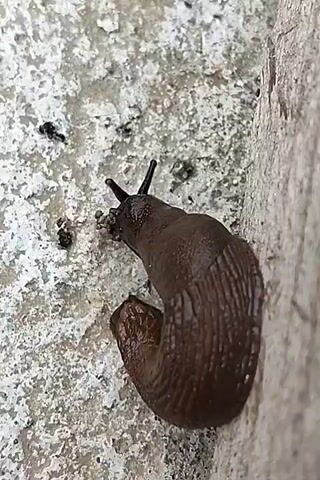A close-up, high-angle shot shows a dark brown slug moving across a rough, speckled grey surface. The slug's body is elongated and segmented, with a darker, coiled section at the rear. Two prominent black tentacles extend upwards from its head. The slug is positioned on the left side of the frame, with its body angled towards the right. To the right of the slug is a vertical, light-brown wooden surface, textured and appearing weathered. The background is the speckled grey surface, which shows some dark, granular debris scattered across it. The lighting suggests it is daytime, with the light source likely from above and slightly to the left. The scene is static, with the slug being the only element in motion. No people are visible. The overall impression is of a natural, outdoor environment, likely a wall or a ground surface. The time of day and weather conditions are not explicitly indicated beyond the ambient light. There is no visible text in the image.