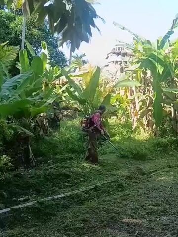A person is shown from behind, operating a backpack brush cutter in a lush, overgrown tropical environment. They are wearing a long-sleeved, patterned shirt and dark trousers, and are steadily moving forward, clearing dense green grass and weeds. The brush cutter has a red engine unit visible on the person's back.

The setting is characterized by abundant vegetation, including numerous tall banana plants with large leaves in the mid-ground and foreground. Other tall trees, possibly coconut palms, are visible in the background against a clear, bright blue sky. The ground is covered with thick green grass and weeds, with sections already mowed, forming rows of cut vegetation.

The activity clearly depicts grounds maintenance or agricultural work. The video is shot during bright daylight hours, suggesting morning or early afternoon, with strong sunlight indicating clear weather conditions. The sounds of the brush cutter are prominent. The scene's tropical flora aligns with the provided location context of Sumbokrayek, Indonesia. No text is visible in the frame, and the person's emotions are not discernible.