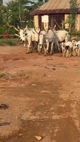 A static medium shot captures a herd of approximately seven or more white cattle, each with large, curved horns, walking from the right side of the frame towards the left. The animals are traversing a reddish-brown dirt path that features uneven terrain, including some muddy patches and scattered debris. In the background, green trees and foliage are visible, along with a light-colored building partially seen on the right. The scene is illuminated by natural daylight.