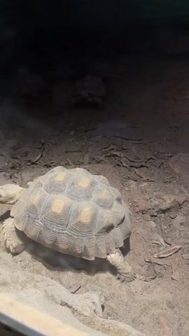 This video shows several sulcata tortoises in an enclosure. The ground is covered in sand, dirt, and some debris. The tortoises are walking and moving around in the enclosure. The lighting is dim and appears to be artificial.