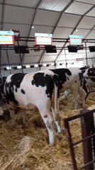 Agricultural fair exhibition documented in Meknes, Morocco