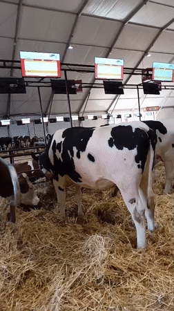 Agricultural fair exhibition documented in Meknes, Morocco