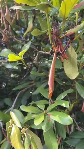 A close-up shot focuses on a section of a leafy green bush. In the center of the frame, a delicate spiderweb is suspended between branches, catching the sunlight. A small spider is visible on the web. To the right of the web, a long, reddish-orange seed pod hangs from a branch, its tip curled inwards. The surrounding leaves are a vibrant green, with some showing signs of dryness or browning. The background is blurred, suggesting a natural outdoor environment. The lighting indicates it is daytime, with the sun casting a warm glow.