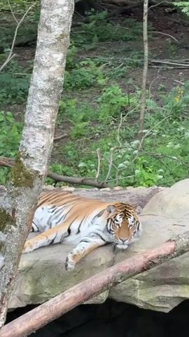 A tiger is resting on a rock. The tiger is lying down with its legs extended and its head resting on the rock. The tiger's eyes are closed, and it appears to be asleep. The tiger is orange and black, with white fur on its chest and belly. The tiger is in a forest, with trees and greenery in the background. The rock is large and flat, with some moss growing on it. There is a tree trunk in the foreground, to the left of the tiger. There are also some branches in the foreground, in front of the tiger.