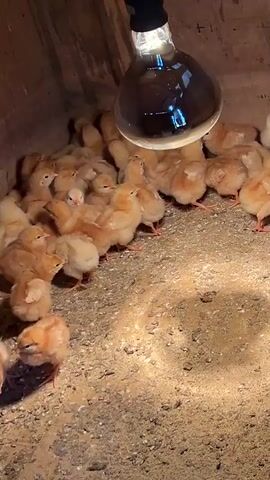 A low-angle, steady shot depicts a group of light brown chicks clustered together under a heat lamp in what appears to be a wooden enclosure. The chicks are actively moving, pecking at the ground, and jostling for position near the heat source. The ground is covered with small gravel-like material. The light bulb in the heat lamp is bright and casts a warm glow over the chicks and their surroundings. The enclosure seems to be simple and functional, made of unpainted wood.