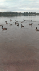 Ducks on a Russian river, church in the distance