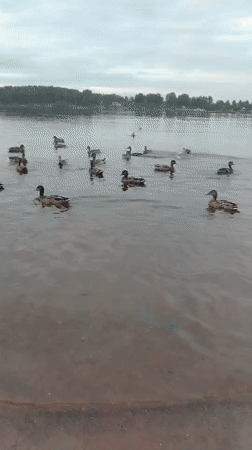 Ducks on a Russian river, church in the distance