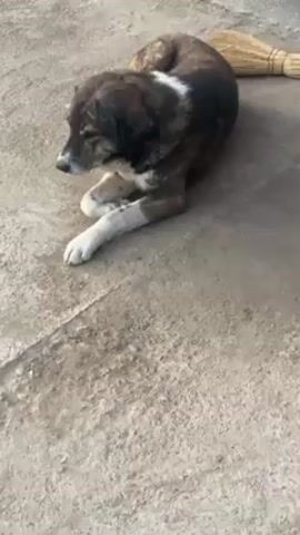 A brindle-colored dog with white markings lies on a concrete surface, its paws stretched out in front. A broom lies on the concrete to the right of the dog. The surface is light gray and textured.
