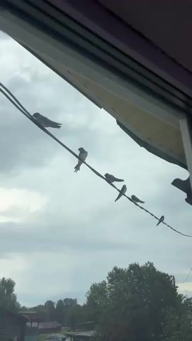 A flock of birds is perched on a wire against a cloudy sky. The birds are facing in different directions. The wire is stretched across the frame from the left side to the right. In the background, there is a tree and a house.