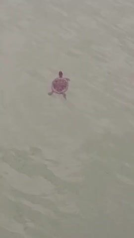 A tiny turtle swims alone in shallow, murky water. The turtle is a small, dark silhouette with its shell clearly visible. The water has a greenish-brown tint and gentle ripples indicate a calm environment. The video captures the turtle from a high angle as it moves from right to left across the frame. There are no other animals or people visible in the scene.