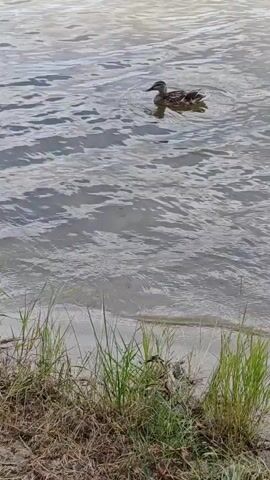 A lone duck swims in a body of water. The duck is brown and gray with darker markings. The water is choppy with ripples and reflections. The foreground shows a grassy bank with dry grass and a few green shoots. The scene appears to be outdoors, likely in a natural setting. The lighting suggests it is daytime, possibly late afternoon or early morning due to the soft light and muted colors. There is no visible text in the media file. The overall mood is peaceful and serene.