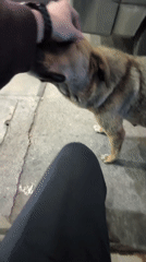 Person pets stray dog on street in Burgas