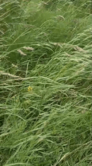 Wandering the backroads and wildflower verges of west Donegal