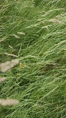 Wandering the backroads and wildflower verges of west Donegal