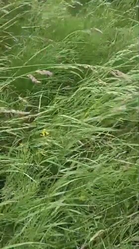 Wandering the backroads and wildflower verges of west Donegal