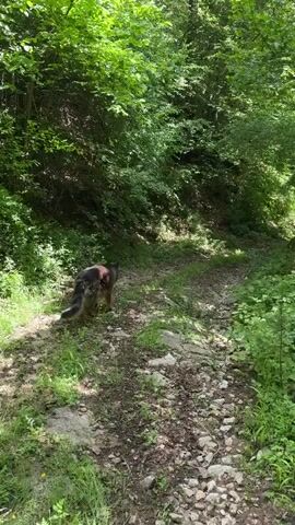 A medium-sized dog with dark fur walks away from the camera on a rocky, dirt path through a forest. The path is surrounded by lush green trees and foliage, with sunlight filtering through the leaves. The dog is walking uphill, and its tail is slightly raised.