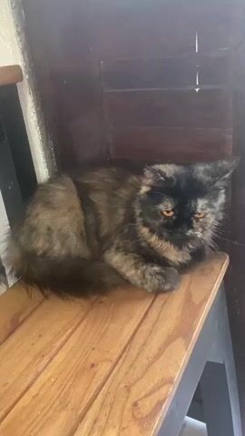 A tortoiseshell cat is lying on a wooden surface, possibly a chair or bench, in a dimly lit indoor environment. The cat is facing the camera with its eyes partially closed and a slightly grumpy expression. The background appears to be dark wood. The video is a close-up shot focusing on the cat.