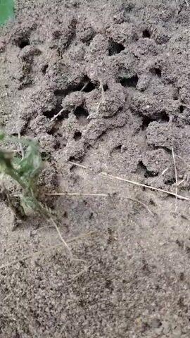 This is a close-up, ground-level video of a disturbed dirt mound with multiple small holes. Several black ants are visible on the surface and near the entrances of the holes. A few blades of dry grass and a small green plant are also present in the scene. The dirt appears loose and sandy.