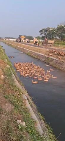 The video captures a flock of ducks swimming in a narrow, concrete-lined canal. The canal is bordered by grassy banks on one side and a road on the other. Along the road, several people are visible, some on motorcycles and others standing near structures. A cluster of ducks is also seen on the grassy bank on the right side of the road. The sky is clear, indicating daytime.