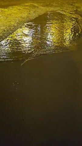 A video shows a body of water with reflections of yellow lights. The water appears to be shallow, possibly a beach or a flooded area. The camera is positioned above the water, looking down. The lighting suggests it is nighttime or a dimly lit indoor space. There are no people or animals visible. The water is calm, with small ripples and gentle movement. The overall impression is one of stillness and reflection.