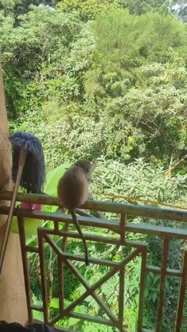 A monkey sits on the railing of a balcony, looking upwards into a dense green forest. The balcony is painted a pale green and has a geometric pattern on the railing. A mop is leaning against the balcony wall to the left of the monkey. The monkey has brown fur and a long tail. The forest is full of lush trees and plants. The video is taken from inside the balcony.