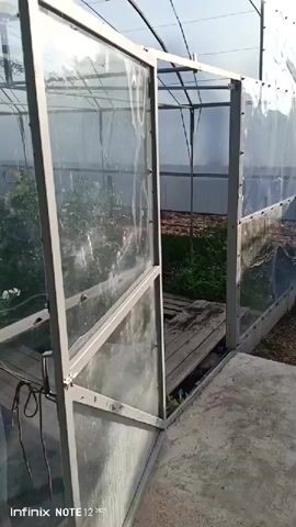 The video begins by showing the interior of a greenhouse. The greenhouse has a metal frame and is covered with clear plastic sheeting. An open doorway leads into the greenhouse. Inside the greenhouse, there are rows of plants, including what appear to be tomato plants and potato plants. Some of the potato plants have white flowers. The plants are tall and lush, indicating they are healthy and have been growing for some time. The ground inside the greenhouse is covered with wooden planks and some scattered debris. The camera pans across the interior of the greenhouse, showing the density of the plants and the overall layout. The lighting suggests it is daytime, with sunlight filtering through the plastic roof. The video concludes by showing more rows of plants stretching further into the greenhouse.