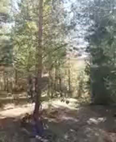 The video shows a view of a forest with tall trees. The ground is covered with dry leaves and pine needles. Sunlight filters through the trees, creating dappled light and shadows. In the distance, there appears to be a slight incline or hill. The overall impression is a natural, wooded environment.