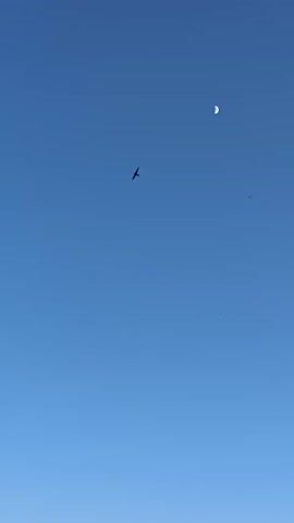 The video shows a clear, blue sky with three objects visible in the air. One object appears to be a bird soaring, while the other two objects are smaller and could potentially be kites or other flying devices. The horizon is visible at the bottom of the frame, showing a transition to a lighter shade of blue or a hint of dawn/dusk.