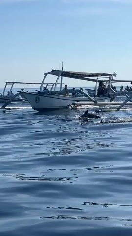 The video shows several small, motorized outrigger boats on calm, blue water, likely the ocean. The boats, painted in white and light blue, each carry several passengers, some of whom are wearing life jackets. A canopy shades the passengers from the bright sunlight. The boats are moving gently on the water, leaving small wakes behind them. The sky is clear and blue, suggesting a sunny day.