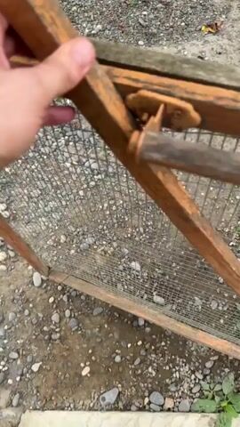 A first-person perspective video shows feet walking on a gravelly path. The path is uneven and wet, with scattered leaves and small rocks. To the right of the path, there is a wooden fence with wire mesh. The video begins with a view of the fence post and the opening of the fence, then pans down to show the feet walking. The person is wearing black pants and athletic shoes with white accents. The overall environment appears to be outdoors, possibly in a rural or unpaved area.