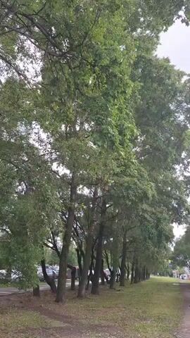The video shows a pathway lined with trees. The pathway is made of dirt and gravel. There is grass on either side of the pathway. The trees are tall and leafy, with green leaves. Some of the trees have branches that extend over the pathway. There are cars parked on the left side of the pathway, and a road with cars driving on the right side. The sky is cloudy.